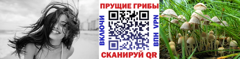 Купить  Новомичуринск  Псилоцибиновые грибы мицелий 